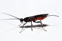 Atanycolus sp.