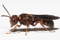 Cerceris flavofasciata floridensis