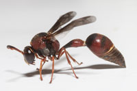 Eumenes smithii