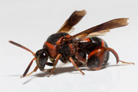 Leucospis slossonae