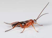 Pimpla marginella, Melbourne