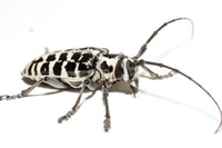 Plectrodera scalator, Cottonwood Borer