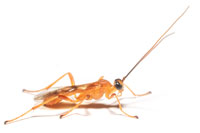 Rogadinae, Caterpillar Mummy Wasp