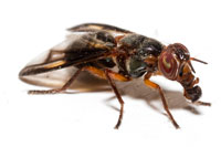 Senopterina varia