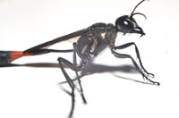 Ammophila procera