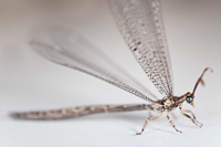 Ant lion
