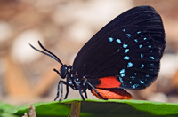 Eumaeus atala Hollywood Florida