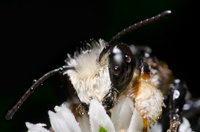 Megachilidae Family