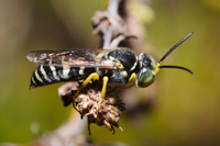 Bembicini sp.