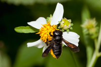 Megachile xylocopoides