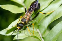 Black and Yellow Mud Dauber