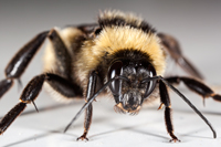 Male Bumble Bee