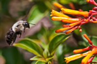 Furry Black and White Bee in Flight