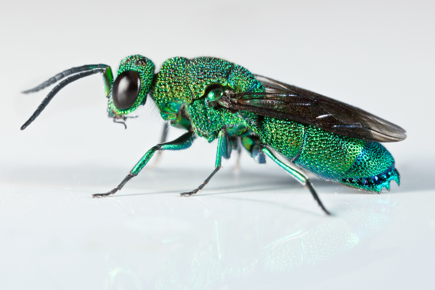 Chrysis inaequidens