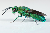 Chrysis inaequidens