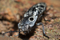 Alaus oculatus. Eyed Elater