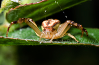 Thomisidae Family