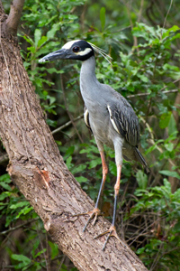 Yellow Crowned Night Heron,Nyctanassa violacea