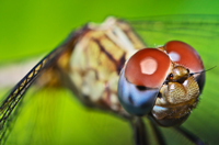 Female Blue Dasher