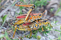 Romalea guttata, Eastern Lubber Grasshopper