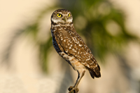 Florida Burrowing Owl