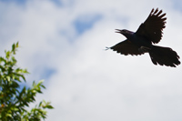 Grackle in Flight