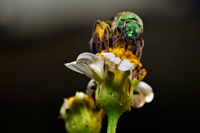 Halictidae bee