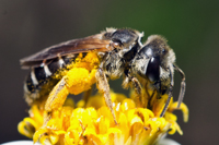 Halictus poey