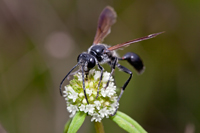 Isodontia mexicana