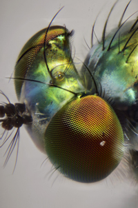 Long Legged Fly