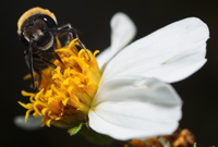 Halictus sp. Male, Miramar Fl.