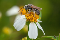 Megachilidae sp.
