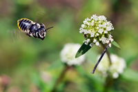 Megachilidae sp.