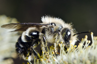 Megachilidae sp.