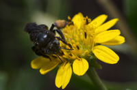Melissodes sp. Female.