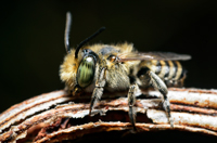 Megachilidae sp.