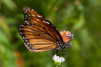 Monarch Butterfly