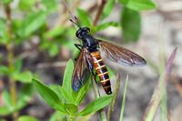 Mydas fly