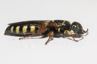 Myzinum carolinianum, Femable