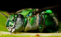 Orchid Bee Euglossa viridissima