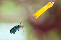Orchid Bee, Euglossa viridissima.