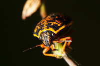 Shield Back Bug Orsilochides sp.