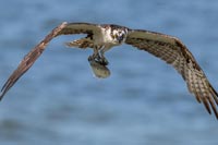 Osprey with Fish