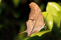 Ruddy Daggerwing