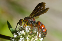 Scolia nobilitata nobilitata Fabricius