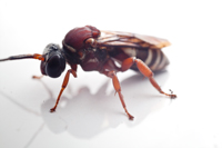 Triepeolus rufithorax