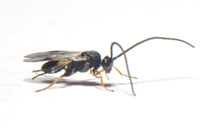 Braconid Wasp