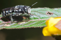 Megachilidae Family
